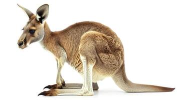 AI generated kangaroo on isolated white background. photo