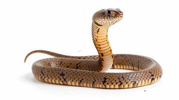 AI generated cobra on isolated white background. photo