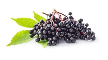 AI generated elderberry on isolated white background. photo