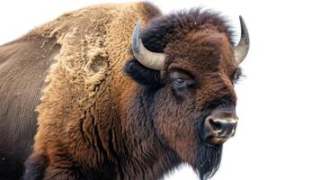 AI generated bison on isolated white background. photo