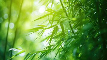 AI generated Bamboo forest and green meadow grass with natural light in blur style. Bamboos green leaves and bamboo tree with bokeh in nature forest. Nature pattern view photo