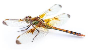 AI generated dragonfly on isolated white background. photo