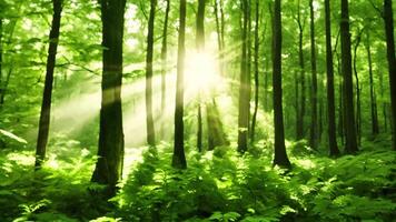 AI generated Natural beauty of sunlight filtering through the dense foliage of a forest, creating captivating patterns of light and shadows, A bustling green forest with sun rays piercing through video