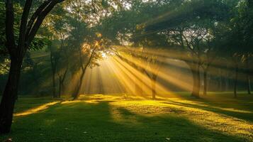 AI generated Sunrise beam in the beautiful park photo