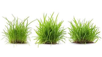 AI generated 3 style fresh spring green grass isolated on white background photo