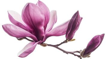 ai generado púrpura magnolia flor, magnolia felix aislado en blanco antecedentes foto