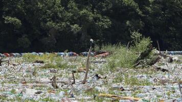 sopor flytande på de drina flod i bosnien och hercegovina. plast avfall och flod förorening. ö av sopor. miljö- problem. ta verkan till skydda de planet. video