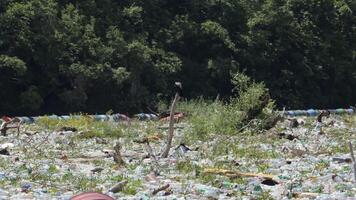 vuilnis drijvend Aan de drina rivier- in Bosnië en herzegovina. plastic verspilling en rivier- vervuiling. eiland van afval. milieu kwestie. nemen actie naar beschermen de planeet. video