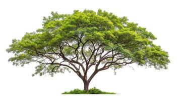 AI generated Samanea saman Tree isolated on white background.Rain Tree isolated on white background.Monkey Pod,East Indian Walnut Tree isolated on white background. photo