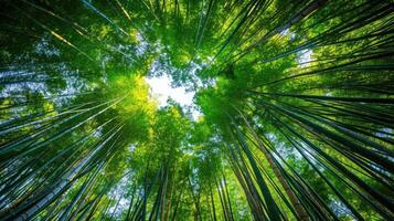 AI generated Low angle view of trees growing in bamboo grove photo