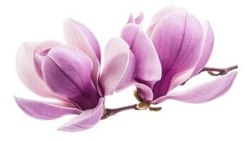 AI generated Purple magnolia flower, Magnolia felix isolated on white background photo