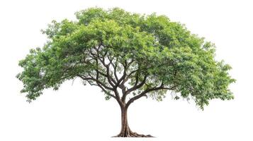 AI generated Samanea saman Tree isolated on white background.Rain Tree isolated on white background.Monkey Pod,East Indian Walnut Tree isolated on white background. photo