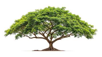 AI generated Samanea saman Tree isolated on white background.Rain Tree isolated on white background.Monkey Pod,East Indian Walnut Tree isolated on white background. photo