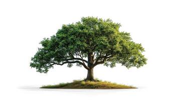 AI generated big tree isolate on white background photo