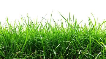 AI generated Isolated green grass on a white background photo