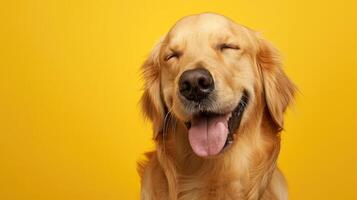 AI generated Happy smiling golden retriever dog blinking eye yellow background studio shot photo