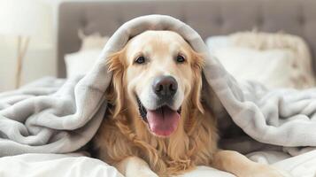 AI generated Happy smile golden retriever dog under gray plaid. Pet warms under a blanket in cold winter weather. Pets friendly and care concept. golden retriever dog on bed photo