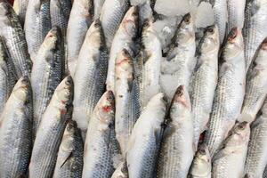 Fresh fish at the fish stall photo