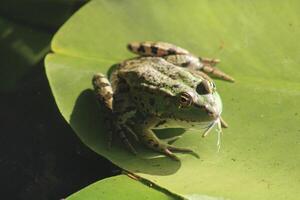 little green frog on the leaf in the lake photo