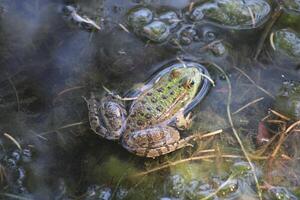 pequeño verde rana en el hoja en el lago foto