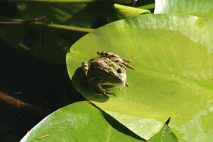 pequeño verde rana en el hoja en el lago foto