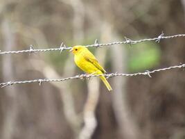 canario da terra sicalis flaveola foto