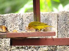 canario da terra sicalis flaveola foto