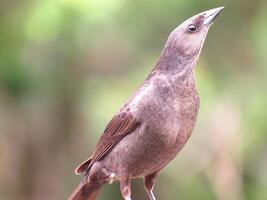 chupim Nome Cienttifico Molothrus bonariensis photo