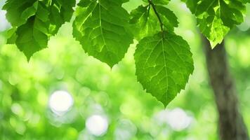 ai généré le majestueux ferris roue dans le cœur de le ville, abstrait la nature Frais vert feuille bokeh en dessous de le arbre arrière-plan, ai généré video