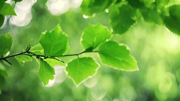 ai gegenereerd antenne visie van toevlucht omringd door bomen, abstract natuur vers groen blad bokeh onder de boom achtergrond, ai gegenereerd video