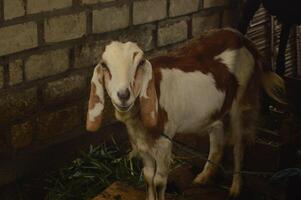 retrato de un linda y minúsculo blanco cabra vivo en un granja mientras frente a el cámara foto