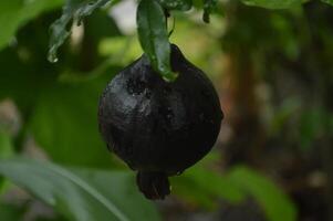 Pomegranates grow in home gardens and around forests. Plant with the Latin name Punica granatum Healthy fruit and medicinal fruit photo