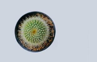 Echinopsis calochlora is a cactus with green stems. White thorns around the trunk. Top view. Isolated on white background. photo