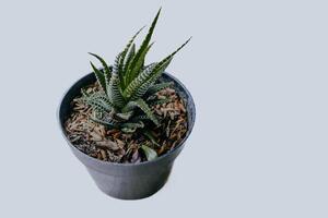 haworthia fasciata o cebra planta aislado en blanco antecedentes. foto