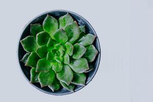 Flat lay of Succulent Echeveria agavoides potted plant isolated on white background. photo