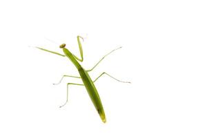 Mantis isolated on a white background photo