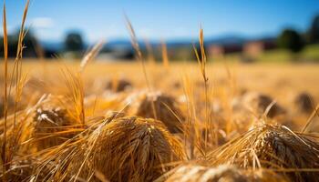 AI generated Golden wheat fields under the summer sun generated by AI photo