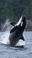 AI generated Killer whale in the water photo