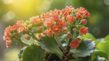 AI generated Kalanchoe Splendor A Guide to the Vibrant World of Succulent Beauty photo