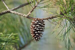 piña cuelga desde un rama de un loblolly pino árbol foto