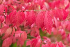 Closeup Red Burning Bush Leaves photo