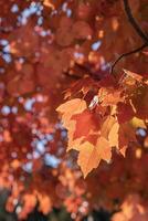 Bright Colored Leaves of a Red Maple Tree are Back Lit by the Sun photo