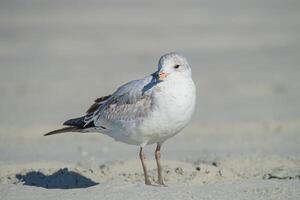 Close up of a Young Gull on the Beach with Brown and White Feathers photo