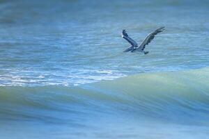 Pelican sSkims the Waves of the South East Coast of the Atlantic photo