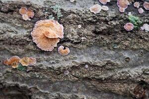 Spores and Spines on the Underside of a Trichaptum Abietinum Mushroom photo