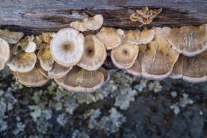 Trichaptum Abietinum Mushrooms on an Old Oak Log photo