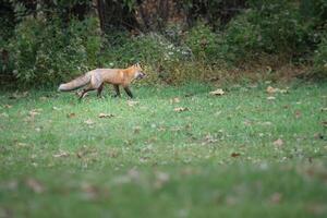 Red fox runs along a hedge row photo