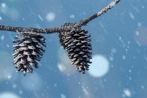 Winter Scene with Snow Falling on two Pinecones photo