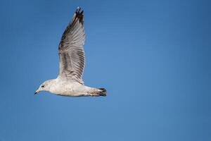 Seagull Soard Over the Coasatline with Bright Blue Sky photo