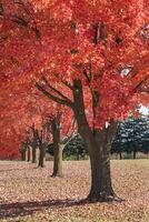 Row of Red Maple Trees in the Fall with Bright Red Leaves photo